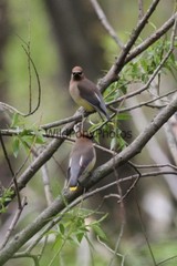 Cedar Waxwing Photo, Pick One Image – Various Sizes