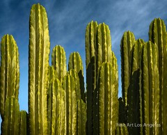 Jay Buchsbaum Photo, Untitled #5 Cactus and Sky