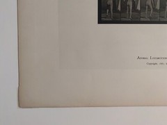 EADWEARD MUYBRIDGE authentic 1887 collotype ANIMAL LOCOMOTION PLATE 550 – lewitt