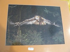 2 for 1-OWLS 16″x12″ matt; 11 3/8″x8 1/2″ Sitting on tree-other in flight $1 OFF