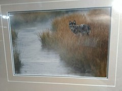 «Misty Morning Creek – Coyote» by Thomas Mangelsen – Limited Edition of 950