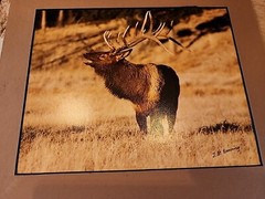 Tom Browning Signed Wildlife Photos Set Of 3 Matted No Frames