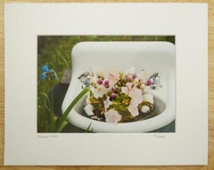 Tom Adams Photography Pink Petunias in Sink Garden Oregon Matted Photo Art 8×10