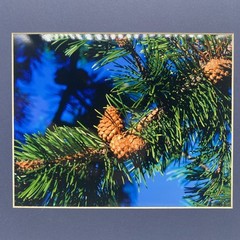 Matted Pine Tree Photo Print 11 X 14 Wall Art Gallery Decor