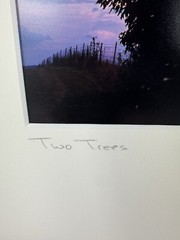 Patricia McGrady Photography – “Two Trees” – Gorgeous Art