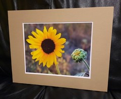 Matted Photograph: Sunflowers 1
