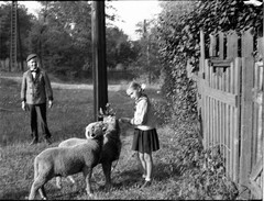 LOT 2x PHOTO NEGATIVE, sweet girl w sweet dog, sheeps, animals, funny, unusual,