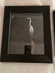 2 Black Framed Great Egret Art Photographs © 2006 by Kenneth Lapikockij 13×11