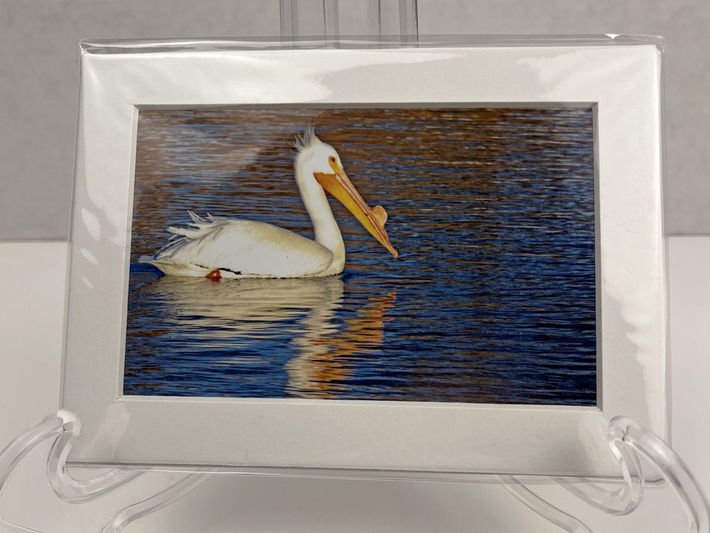 White Pelican Sea Bird Art Photography Matted 7×5 Inch Beach Decor Brauer