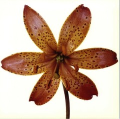 1980 Irving Penn ORIGINAL Paisley Hybrid Lily Flower Art Photo 11″ X 14″