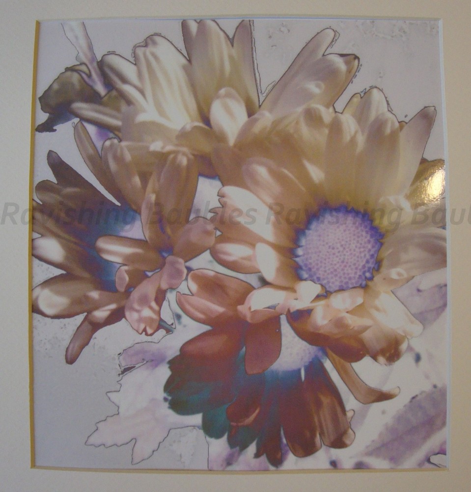 «Peace» Art Photograph White Daisies Original Photo Signed 2018 Hand Cut Mat