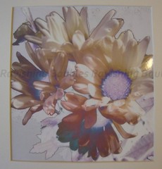 «Peace» Art Photograph White Daisies Original Photo Signed 2018 Hand Cut Mat