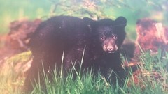 Black Bear Cub Photo Art Signed 12 x 8 unframed Michael Bowman Numbered 27/3000