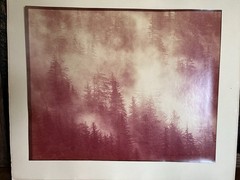 Thomas D. Mangelsen 1977 Vintage Signed Photo Print – Misty Forest Landscape 37/