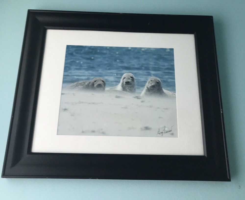 Original GREG LESSARD FRAMED Photograph «THE THREE AMIGAS» 17″ x 14″ Signed