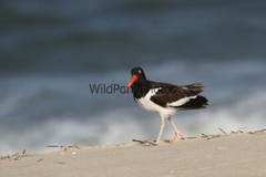 Oystercatcher on the Beach Photo – Various Sizes