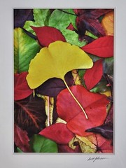 ART – VTG Original Signed Scott Johnson Photograph 10.5×8.5 Framed Gingko Leaves