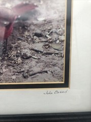 Cardinal Framed Photography Print 7”x5” Matted Framed 12”x10” 2001 Signed