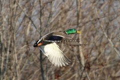 Mallard Duck Photo 1, Pick One Image – Various Sizes