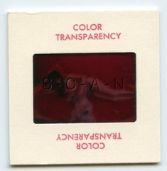 Org Vintage Camera Club Nude 60s 35mm Slide / Negative- White Terrier- Dog- #6
