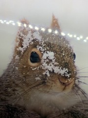 Matted Photo Print Photography Vermont Snow Critter P. B. Machanic Gray Squirrel