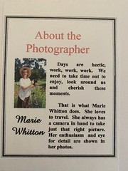 11 X 14 Matted Photo – signed by photographer Marie Whitton- Mountain Sheep