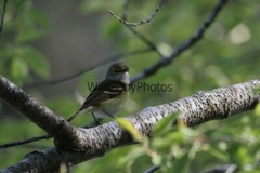 White Eyed Vireo Photo, Pick One Image – Various Sizes