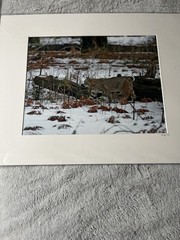Kevin Fox Bobcat Wildlife Print Yosemite Winter 2006 Matted 16×20 KPF51