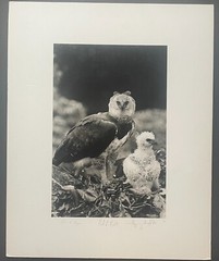 Rare 1975 ‘Harpy EAGLE Mother & Baby Fledgling’ in Nest NEIL RETTIG Photograph