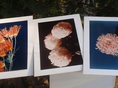 LOT 3 ORIGINAL COLOR PHOTOGRAPHS OF PLANTS FLOWERS SPECIES 14.5 X 10.25 INCHES