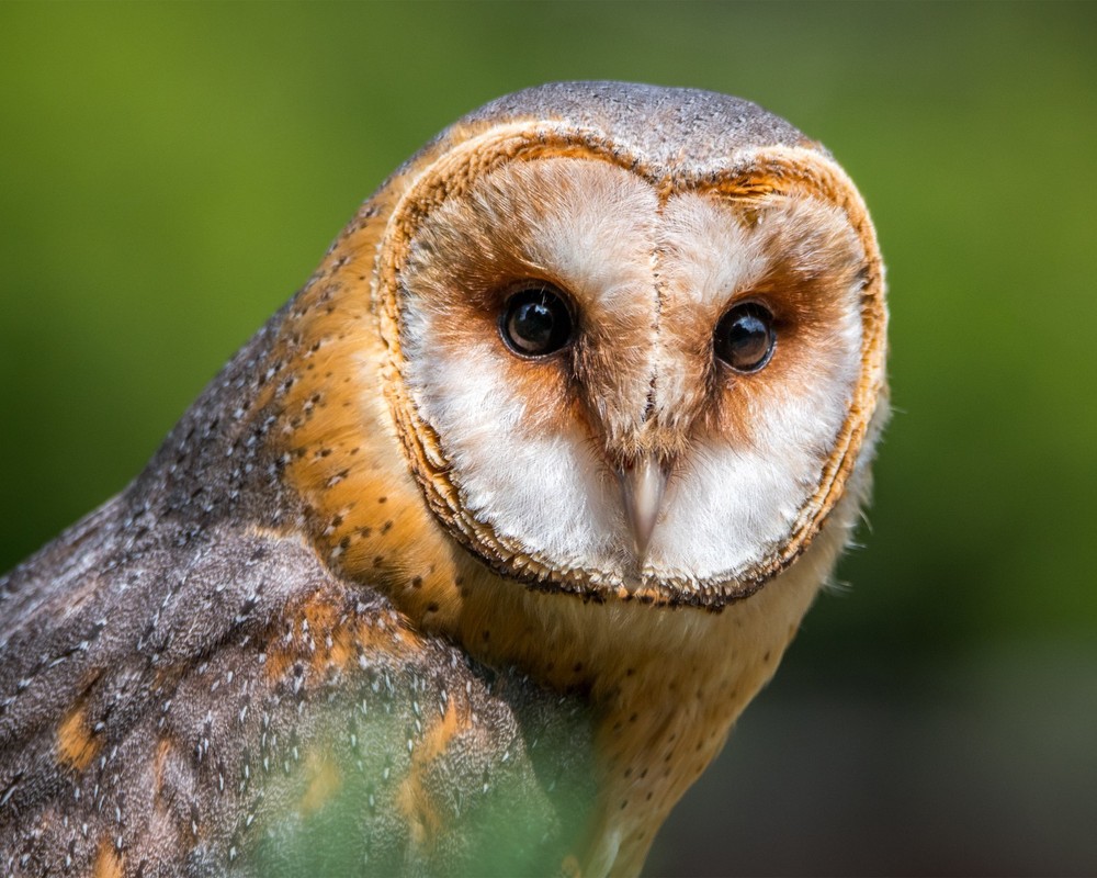 Barn Owl 8×10 8″x10″ Photograph Print