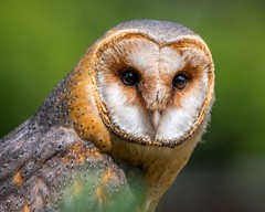Barn Owl 8×10 8″x10″ Photograph Print