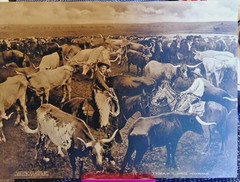 George B. Cornish – Western Photographer Vintage «TEXAS LONG HORNS » PHOTO 1909