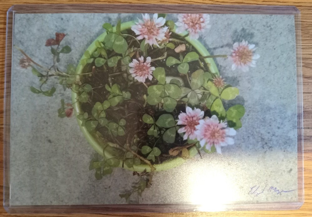 Flowers of Glory (Photo Print)