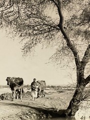 Large Signed Black & White Photo Print 1952 Egypt Man & Cows