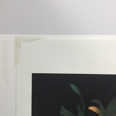 Original Photogravure By Sandi Daniel ( Tiger Lily) Limited Ed. 2002 19” X 13”