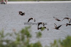 Black Bellied Whistling Duck Photo, Pick One Image – Various Sizes