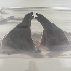 Thomas D. Mangelsen WIND SONG Polar Bears Hudson Bay Photograph 20″x30″ 428/1200