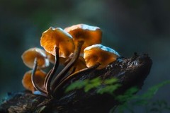 mushrooms illuminated