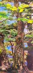 David Harrison Digital Photography Acrylic Art Chicago Botanic Garden Bonsai ’17