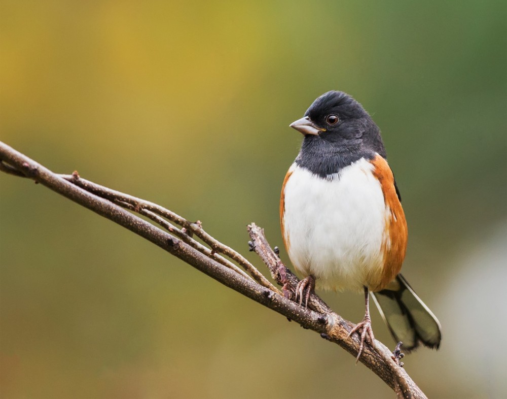 Eastern Towhee Bird 11×14 Photograph Print 11″x14″