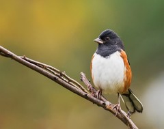 Eastern Towhee Bird 11×14 Photograph Print 11″x14″
