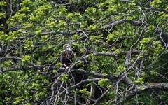 «Camouflaged» Bald Eagle Wall Art