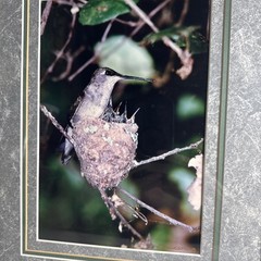 woodpecker metal frame 16 by 13 Photo Signed by R Jackson, Framed & Matted