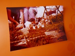 «PUPPIES»: PHOTO, COLOUR PHOTO, 70s/80s, CUPS, DOGS, HOLIDAYS, FARM!