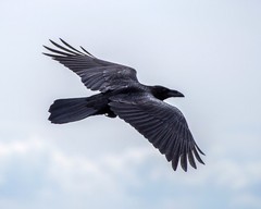 Flying Raven 8″x10″ Photograph 8×10 Print