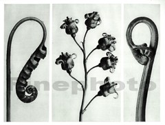 1929 Original Vintage KARL BLOSSFELDT Botanical Plant Flower Abstract Photo Art
