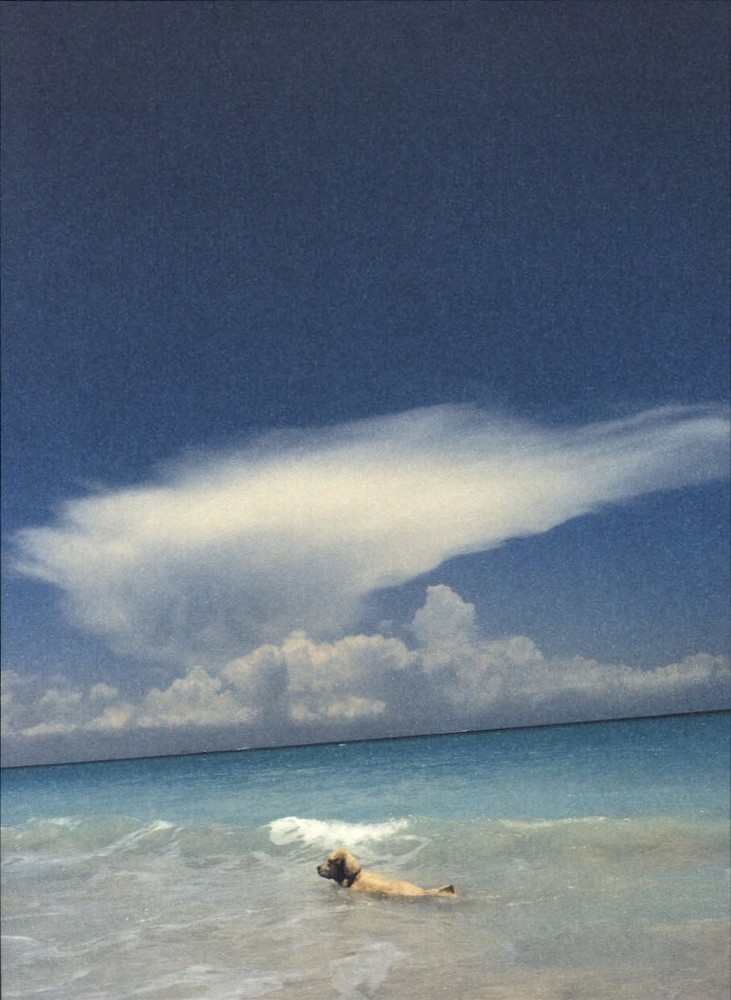 1999 Bruce Weber Golden Retriever Dog Swimming In The Ocean Art Photo Gravure