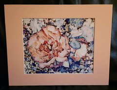 Matted Photograph: Rose Whispers