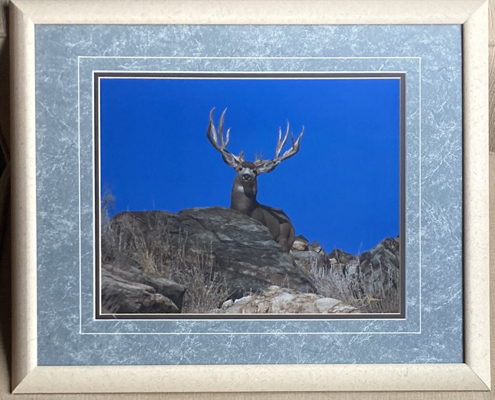 Millcreek Wildlife Reflections Signed James T Jones Photograph Buck Deer Antlers